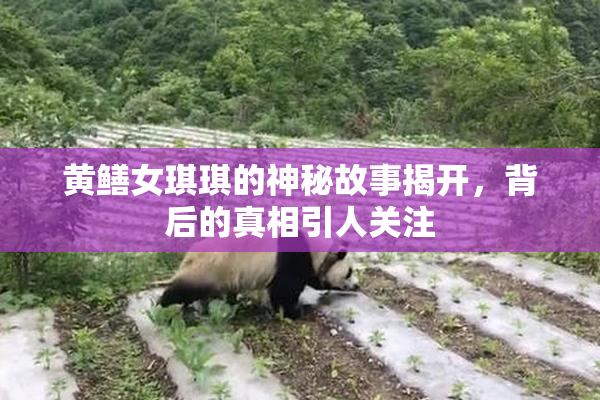 黄鳝女琪琪的神秘故事揭开，背后的真相引人关注