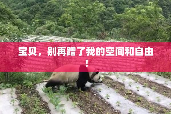 宝贝，别再蹭了我的空间和自由！