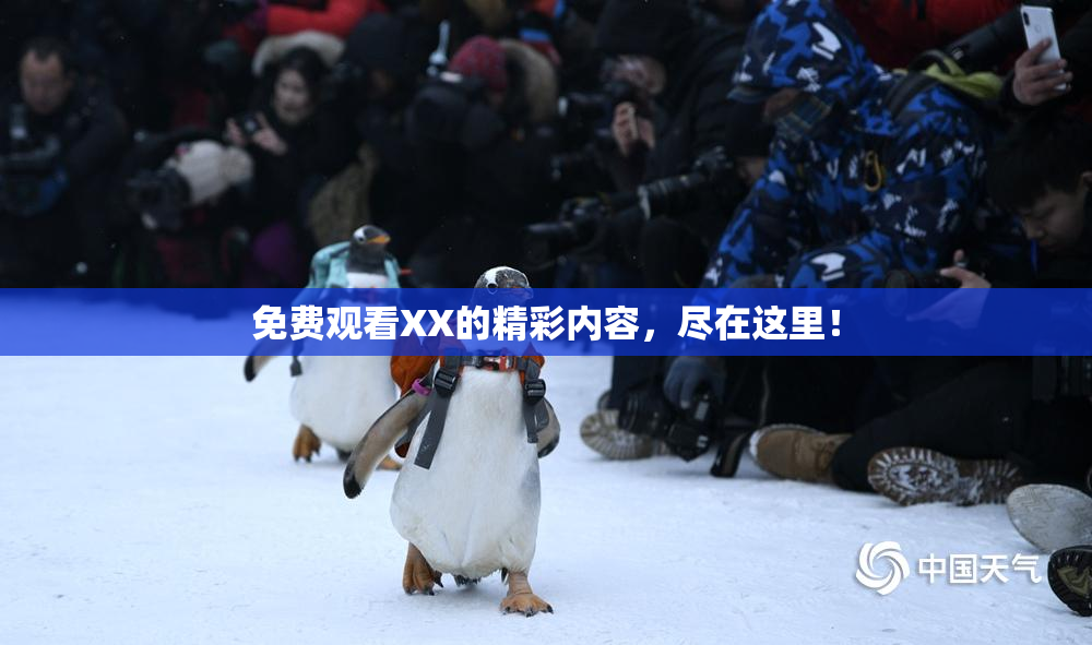 免费观看XX的精彩内容，尽在这里！
