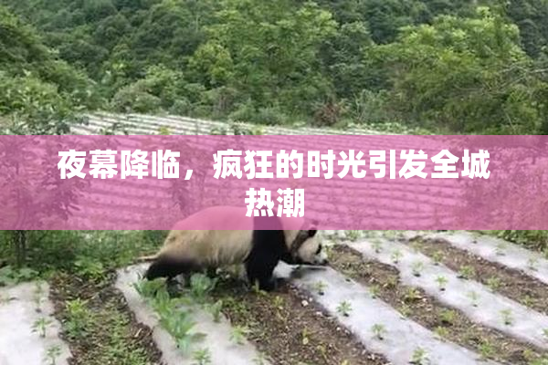 夜幕降临，疯狂的时光引发全城热潮