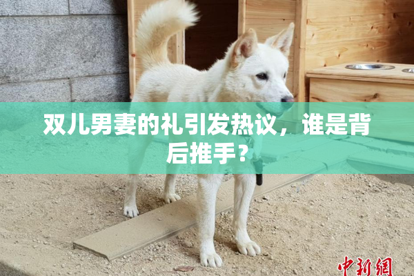 双儿男妻的礼引发热议，谁是背后推手？