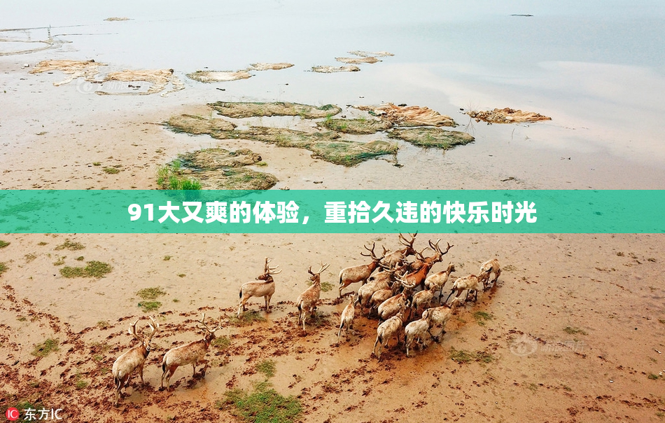 91大又爽的体验，重拾久违的快乐时光