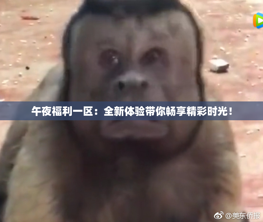 午夜福利一区：全新体验带你畅享精彩时光！