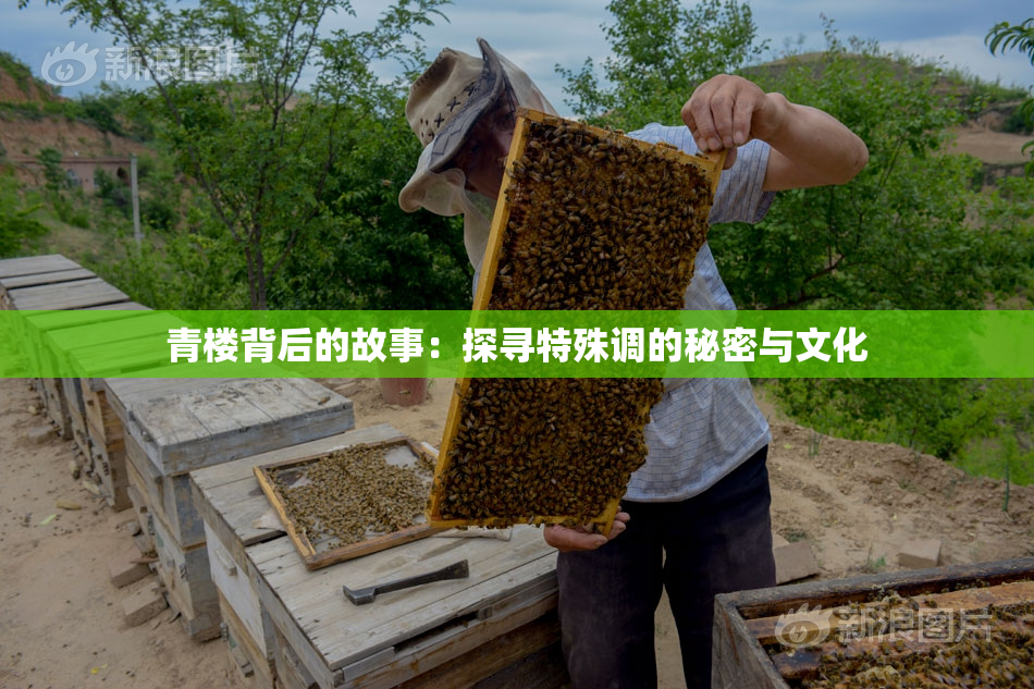 青楼背后的故事：探寻特殊调的秘密与文化