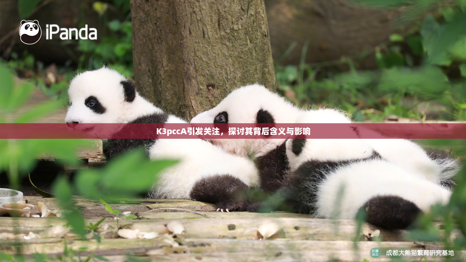 K3pccA引发关注，探讨其背后含义与影响