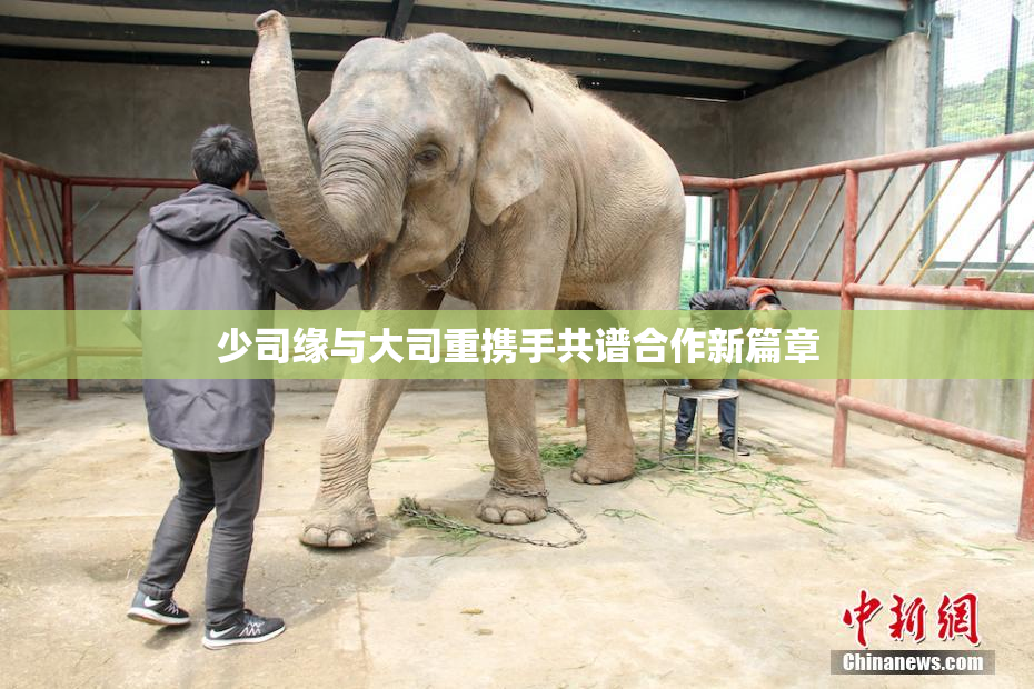 少司缘与大司重携手共谱合作新篇章