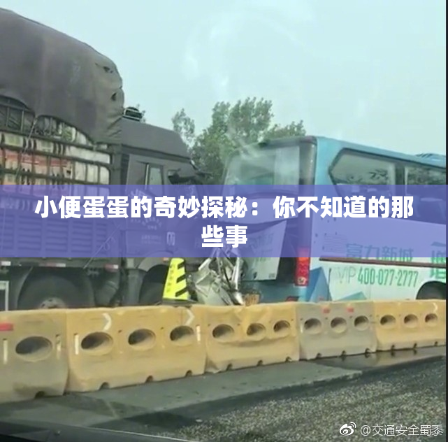 小便蛋蛋的奇妙探秘：你不知道的那些事