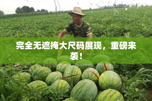 完全无遮掩大尺码展现，重磅来袭！
