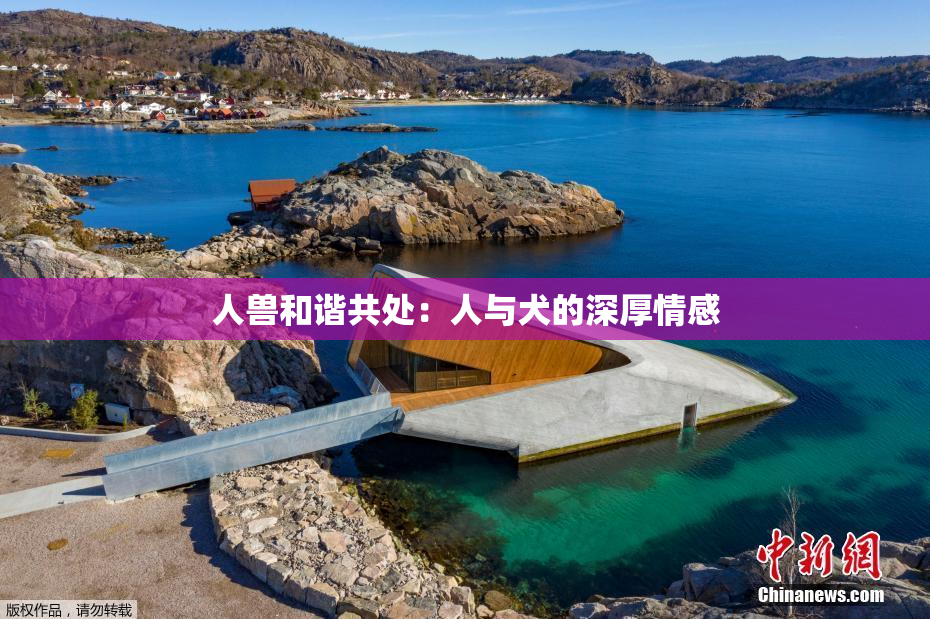 人兽和谐共处：人与犬的深厚情感