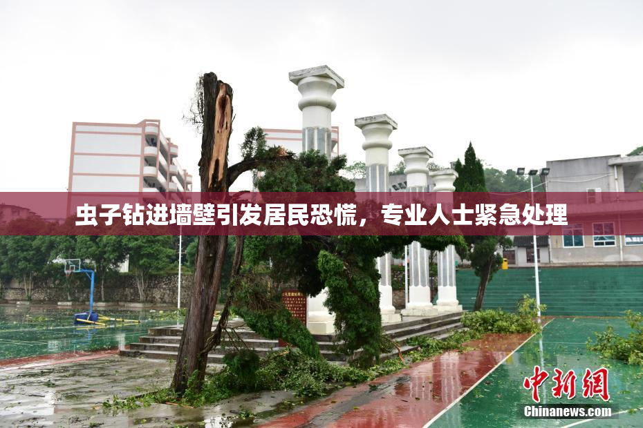 虫子钻进墙壁引发居民恐慌，专业人士紧急处理