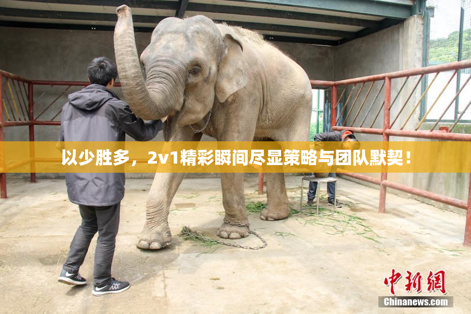 以少胜多，2v1精彩瞬间尽显策略与团队默契！