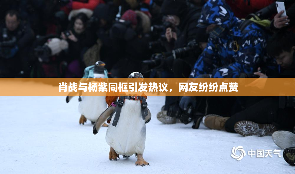 肖战与杨紫同框引发热议，网友纷纷点赞