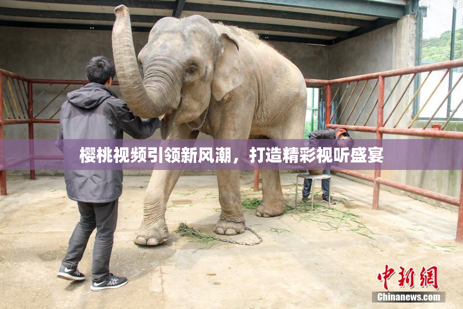 樱桃视频引领新风潮，打造精彩视听盛宴