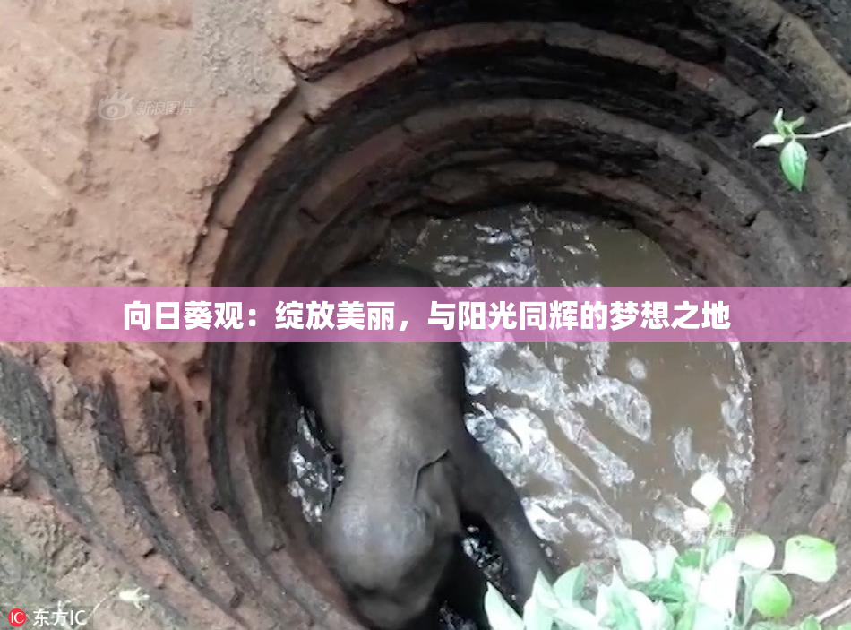 向日葵观：绽放美丽，与阳光同辉的梦想之地