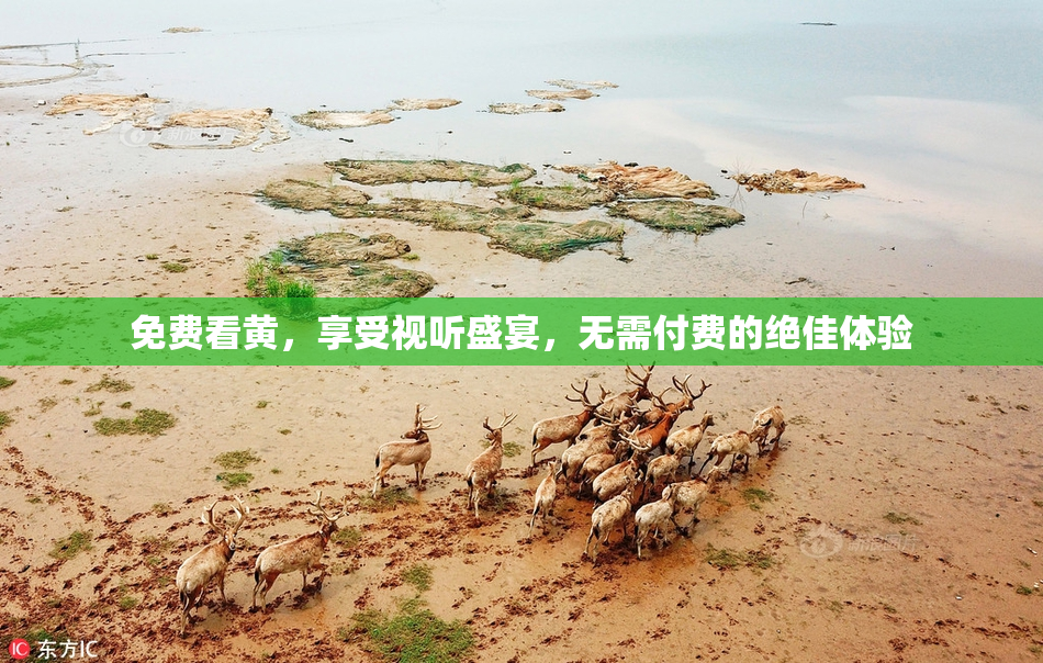 免费看黄，享受视听盛宴，无需付费的绝佳体验