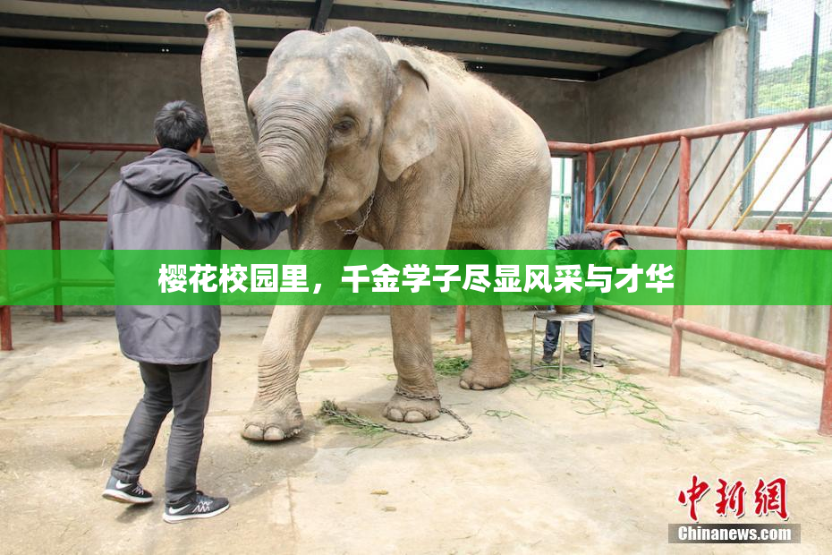 樱花校园里，千金学子尽显风采与才华