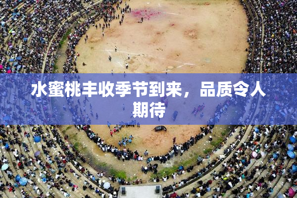 水蜜桃丰收季节到来，品质令人期待