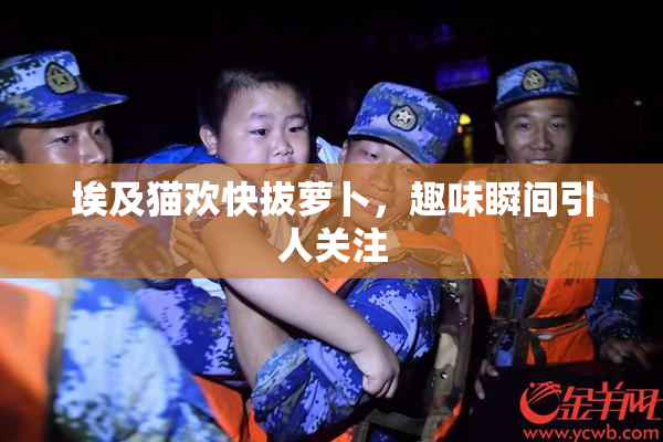 埃及猫欢快拔萝卜，趣味瞬间引人关注