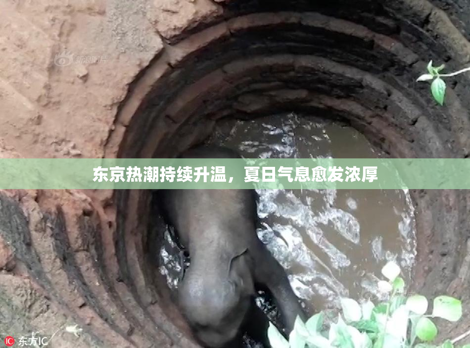 东京热潮持续升温，夏日气息愈发浓厚
