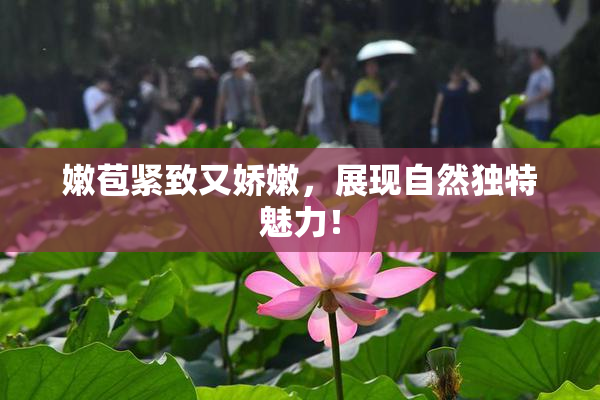 嫩苞紧致又娇嫩，展现自然独特魅力！