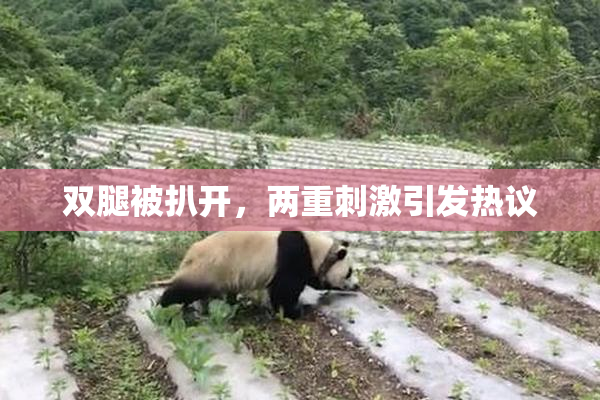 双腿被扒开，两重刺激引发热议