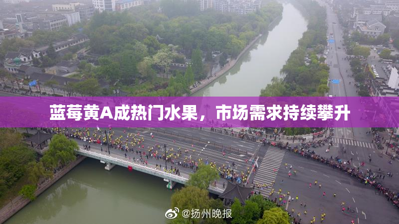 蓝莓黄A成热门水果，市场需求持续攀升