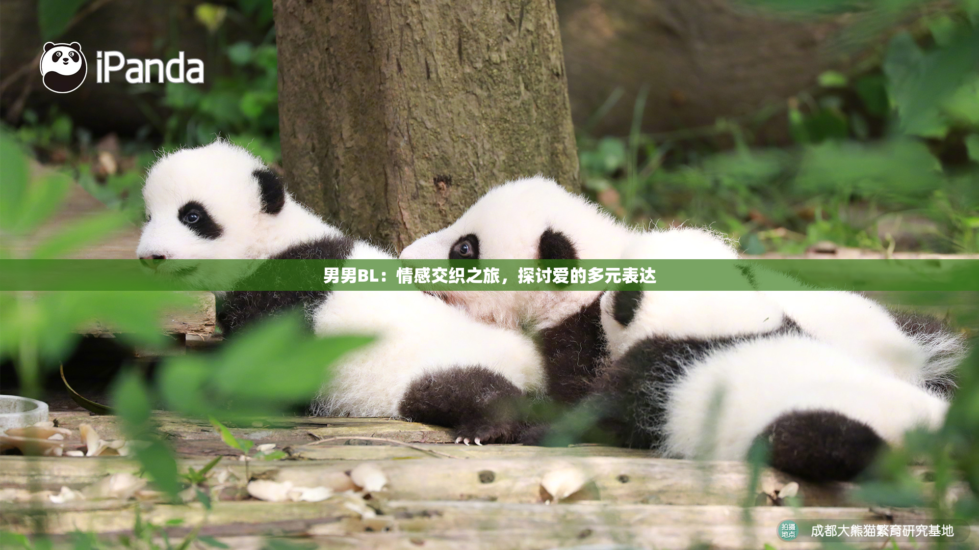 男男BL：情感交织之旅，探讨爱的多元表达