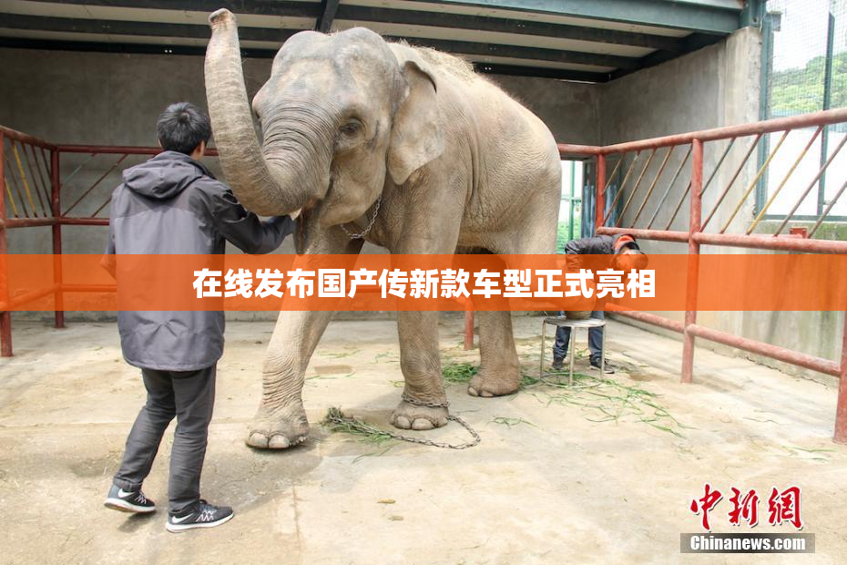 在线发布国产传新款车型正式亮相
