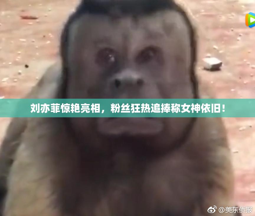 刘亦菲惊艳亮相，粉丝狂热追捧称女神依旧！