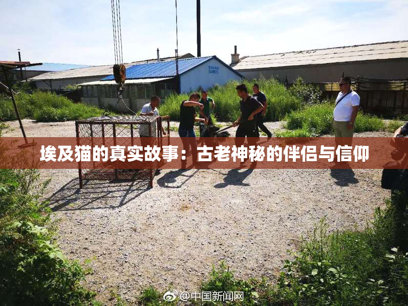 埃及猫的真实故事：古老神秘的伴侣与信仰
