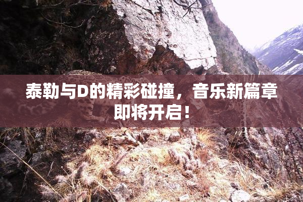 泰勒与D的精彩碰撞，音乐新篇章即将开启！