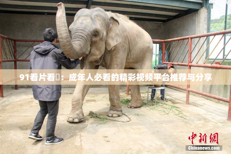 91看片看婬：成年人必看的精彩视频平台推荐与分享