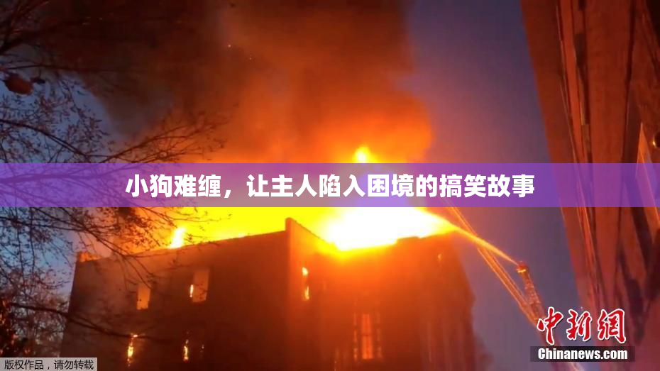 小狗难缠，让主人陷入困境的搞笑故事