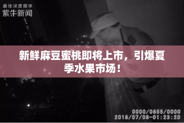 新鲜麻豆蜜桃即将上市，引爆夏季水果市场！