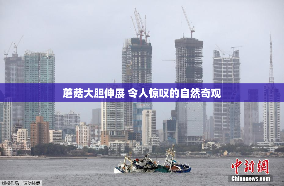 蘑菇大胆伸展 令人惊叹的自然奇观