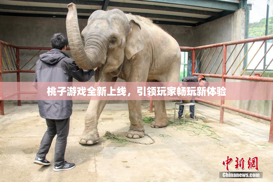 桃子游戏全新上线，引领玩家畅玩新体验