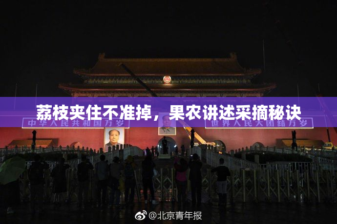 荔枝夹住不准掉，果农讲述采摘秘诀