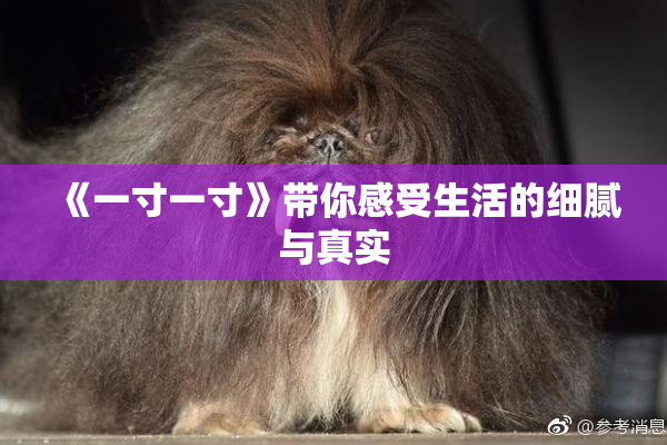 《一寸一寸》带你感受生活的细腻与真实