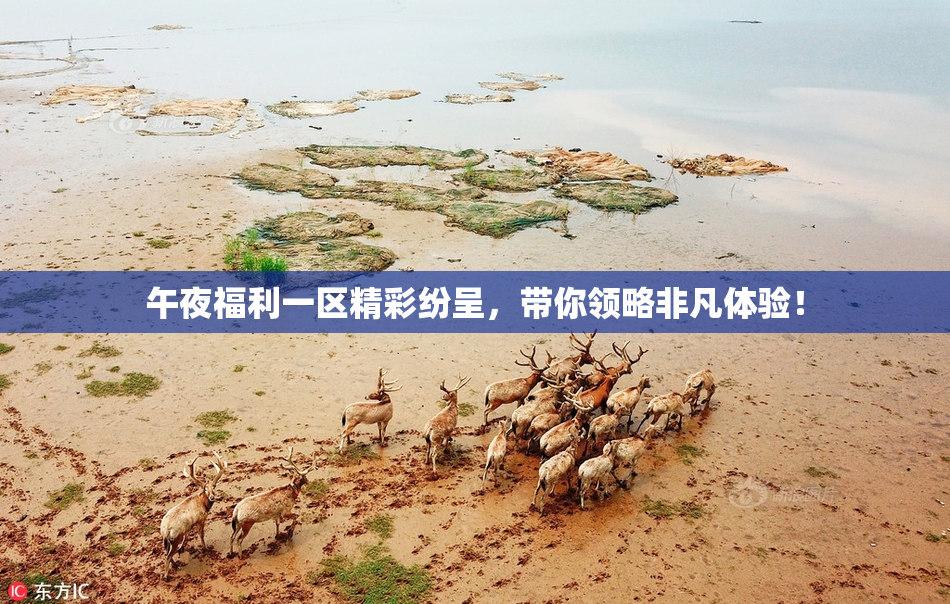 午夜福利一区精彩纷呈，带你领略非凡体验！