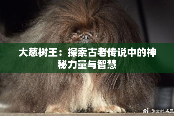 大慈树王：探索古老传说中的神秘力量与智慧