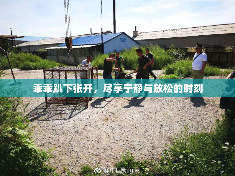 乖乖趴下张开，尽享宁静与放松的时刻