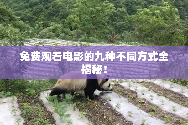免费观看电影的九种不同方式全揭秘！