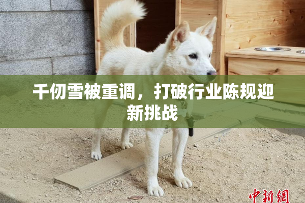 千仞雪被重调，打破行业陈规迎新挑战