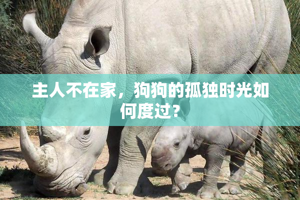 主人不在家，狗狗的孤独时光如何度过？