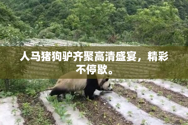 人马猪狗驴齐聚高清盛宴，精彩不停歇。