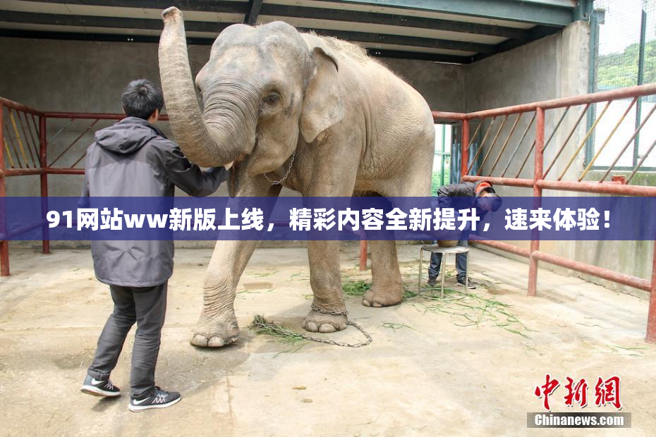 91网站ww新版上线，精彩内容全新提升，速来体验！