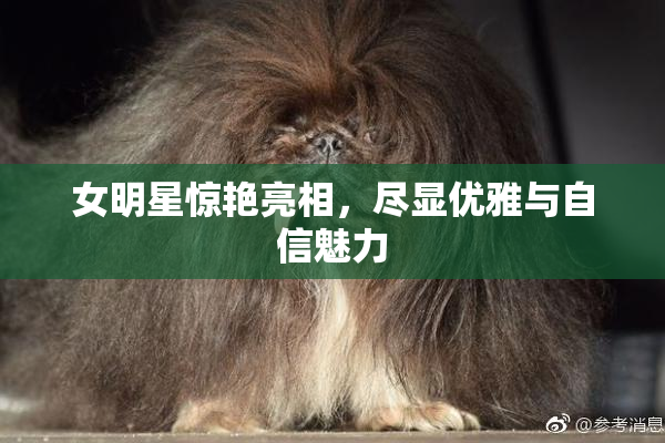 女明星惊艳亮相，尽显优雅与自信魅力