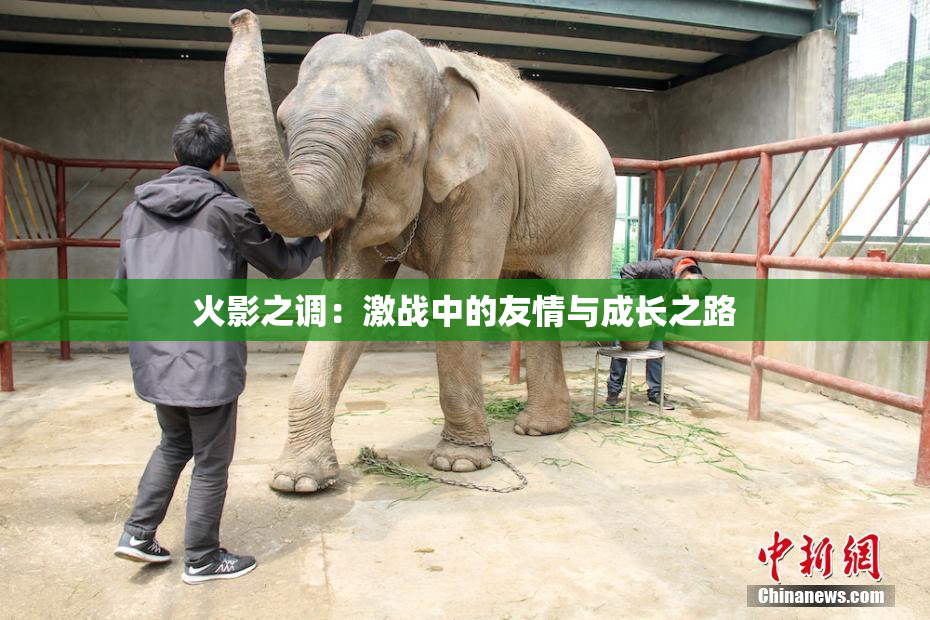 火影之调：激战中的友情与成长之路