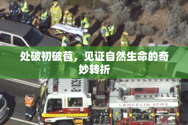 处破初破苞，见证自然生命的奇妙转折