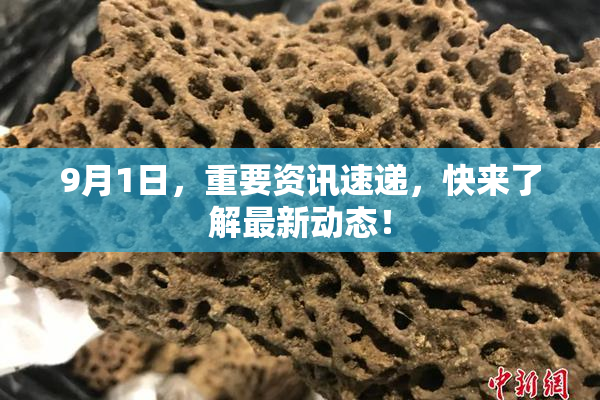 9月1日，重要资讯速递，快来了解最新动态！